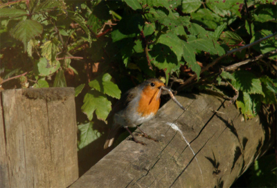This Robin just catched a dragonfly.