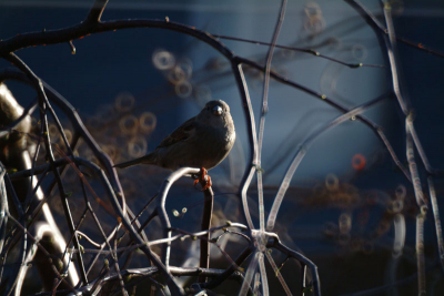 A sparrow on a cold april evening in my backyard.