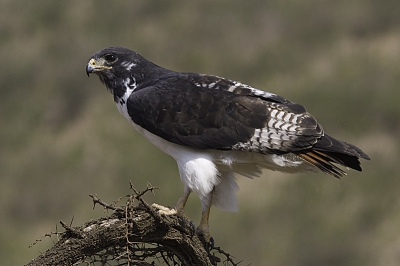 Bij het binnenrijden van de krater zat deze jongen op ons te wachten. We hebben rustig wat plaatjes kunnen schieten.
Onze aanwezigheid scheen hem weinig te storen