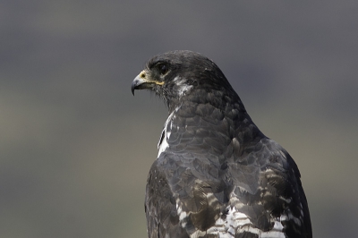 Nog een plaatje van de Augur Buzzard.