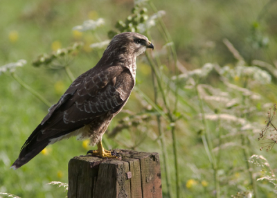 Langs de landings baan 06-24 waar eens een boerderij stond gebruikt deze buizerd een paaltje als uitkijk.