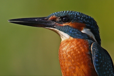 Closeupje van een prachtige vogelsoort