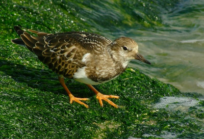 Met deze foto wil ik een serie over steenlopers uit ijmuiden beginnen. In ijmuiden heb ik me ook extra gericht op de steenlopers en heel wat geheugen volgeschoten.
Terwijl ik heel stil op de rotsen zat kwam deze steenloper steeds dichterbij omdat hij/zij me waarschijnlijk als een stuk van de natuur beschouwde :) Zo kon ik een paar leuke plaatjes schieten. er volgen er nog meer.