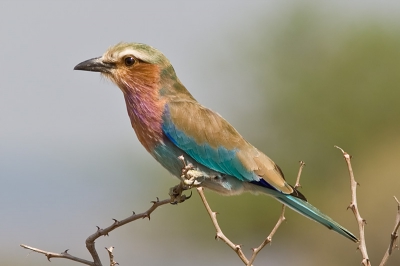 Een zeer kleurijke vogel die we heel wat keren hebben kunnen bewonderen.
Wat kleurenpracht kijk je je ogen uit daar.