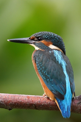 Al maanden zitten er n of meerdere ijsvogels aan onze tuinvijver thuis. Eindelijk eens de tijd genomen om ze daadwerkelijk ook te fotograferen...