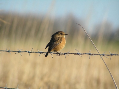 Geexperimenteerd met mijn camera. Olympus C765, 380mm + 1,7 extender, F 3,7, 1/800, ISO 91.