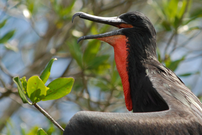 Tijdens een boottocht in mangrove gebied troffen wij een groepje fregatvogels. Goed voor een aantal beelden tot zeer dichtbij. Deze lijkt de anderen toe te spreken. 
ISO 200, f/5,60 1/500 sec