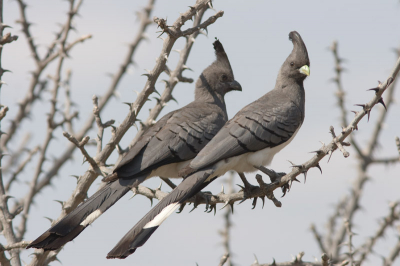 Hierbij een bijgewerkt exemplaar van de eerder geplaatste foto (http://www.birdpix.nl/album_page.php?pic_id=106436)