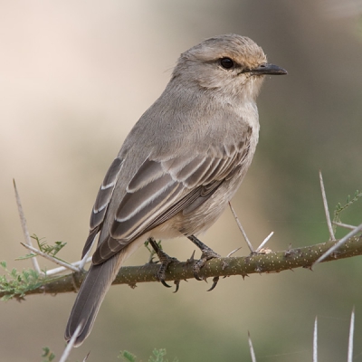 Als ik het goed heb is dit een primeur voor Birdpix.