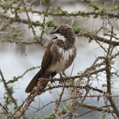 Een Bonte Babbelaar. Ik had er nog nooit van gehoord.
En voor zover ik kan zien ook een primeur voor Birdpix