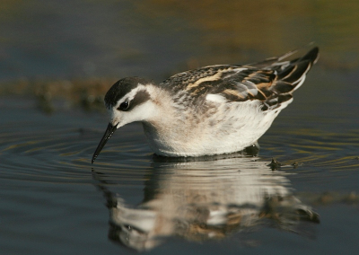 De laatste franjepoot.
iso 200 F7.1 1/1000 -1/3st 500mm. Op mijn nieuwe site staan nog wat andere foto's.
www.pbase.com/mlangelaan/red-necked_phalarope