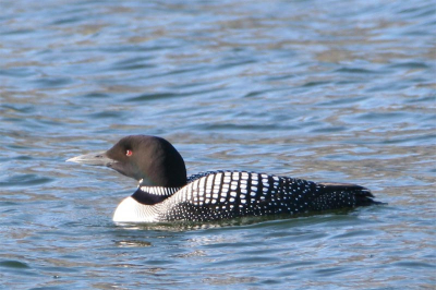 The picture of this Great Northern Diver was taken from the road through the window of the car without a tripod. The distance was about 100 m.