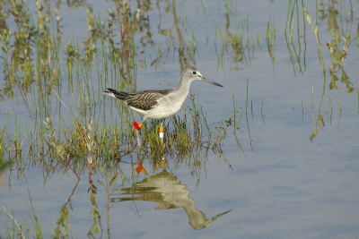 regelmatig een aantal steltlopers rondom de vogelkijkhut Komen ze binnen schotafstand zitten de poten vol met allerlei kleurringen.