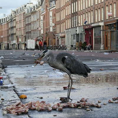 <i class='fa fa-user'></i> Frans Freijee | Blauwe Reiger  <i class='fa fa-eye'> 3107</i>  <i class='fa fa-thumbs-up'> 19</i>   <i class='fa fa-comment-o'> 24</i>