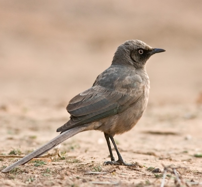 De tweede op birdpix. Helaas niet zo fraai als die van Wim de Groot maar ik ben er toch wel content mee. Mede gezien het weinige licht waardoor ik naar ISO 1000 moest.