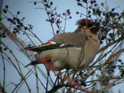 <i class='fa fa-user'></i> Daan Schoonhoven | Pestvogel  <i class='fa fa-eye'> 536</i>   <i class='fa fa-comment-o'> 0</i>