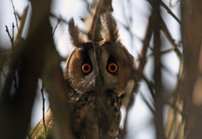 Op een voorjaarsmorgen in de stilte stond ik plotseling oog in oog met deze ransuil. 
Snel was mijn reactie! Hier het moment van de ontmoeting!