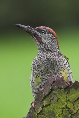 Gisteren tijdens de regen toch maar in de schuilhut gaan zitten om de groene specht nog maar eens grondig te bestuderen. Heeft weer minstens een uur in de tuin gezeten, constant op zoek naar wormen, mieren,...

Uiteraard spijtig van het grauwe regenweer, maar bij deze foto vind ik wel dat het iets heeft...

Laat maar weten.