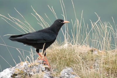Alpenkraaien zijn erg moeilijk te benaderen in Frankrijk. Bij deze had ik blijkbaar geluk. Onderweg naar m'n schuiltent om vale gieren te fotograferen stuitte ik op deze schoonheid die net zo schrok van mij als ik van haar en zowaar 5 seconden bleef zitten. Uit de hand geschoten, niet gecropped noch ge-edit. ISO400, 360mm, F5, 1/350s