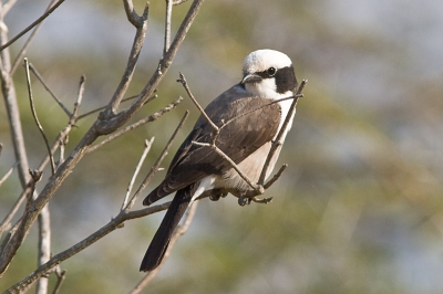 Een veel voorkomende vogel in Tanzania