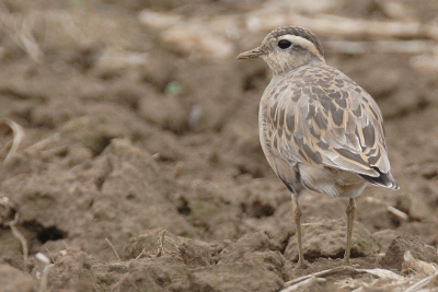 2007 blijkt terug een goed Morinellenjaar te worden,althans toch in Haspengouw.Daarom nog eens 140 km ver gereden om deze beauties te bewonderen en te fotograferen.Een gekleurringde Roodpootvalk en meerdere Grauwe kieken maakten de dag af.