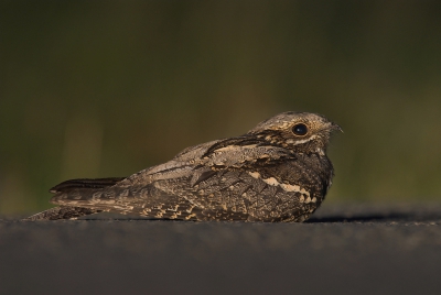 Nachtzwaluwen zitten 's nachts graag op de weg op het nog warme asfalt. Vaak geprobeerd ze zo te fotograferen, echter slechts 1x gelukt. Deze foto is genomen om 5:21u 's ochtends zonder flits in het licht van de koplampen. Foto is niet gecropped en niet ge-edit. Met de auto tot meter of 5 genaderd, deur een kiertje open, pittenzak op de grond, camera erop, via de achterdeur eruit en plat op m'n buik erachter gekropen en onder de autodeur door gefotografeerd. 400mm. Exacte exif ben ik kwijt, maar ik meen ISO800 en sluitertijd ongeveer 1sec!