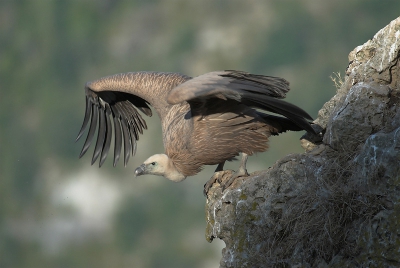 Ook dit jaar weer in de Gorges du Tarn Vale Gier gefotografeerd. Een prachtig gebied, waar je met wat geduld goede resultaten kunt halen. 
Dit onvolwassen dier is vanuit de schuiltent gefotografeerd.