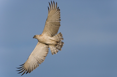 A very pale bird. Ready to fly to Africa.