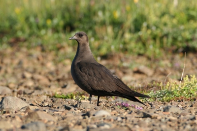 In Iceland Arctic Skuas can often be seen from the car near the roads.