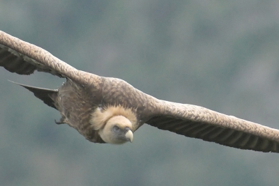 Deze adulte Vale gier paste niet helemaal in beeld. Heb hem nog een beetje extra gecropped om dan maar wat meer kopdetails te laten zien. Zonder schuiltent, vanaf statief, Nikon D200 200-400VR, ISO800, 1/640s, F5.6