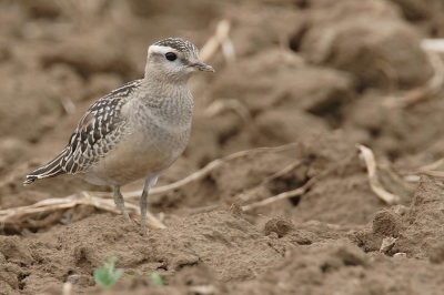 Op 20 augustus zaten hier maar liefst 19 adulte vogels.De dag daarop waren ze verdwenen, gelukkig voor mij kwamen er in de namiddag nog 7 nieuwe vogels uit de lucht vallen.Dit maal zaten er 3 juvenielen bij.
