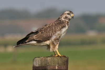 Vanuit de auto,met behulp van een rijstzak. Deze buizerd bleef prachtig zitten. Waarschijnlijk omdat hij een muis in de gaten! Deze buizerd hebben we de hele week kunnen  volgen echter niet meer zo dichtbij kunnen bekijken.

Techische gegevens:

1/1000
f11
-1/3
ISO 400