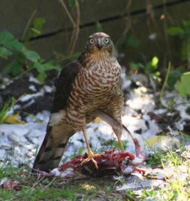 Deze sperwer(denk ik) zat gewoon in mijn tuin een duif te eten, ik was 2dagen ervoor al erg verast toen hij of zij op mijn terrastafel naar binnen zat te kijken! Is dit bijzonder?