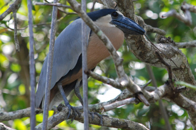 Prachtig mangrove gebied met vele soorten vogels