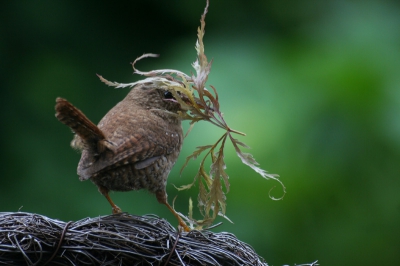 Deze Winterkoning was druk in de weer met het maken van een nestje. Soms zag je meer tak dan vogeltje tevoorschijn komen
En vloog hij laag vanwege het gewicht.
Na gedane arbeid een snelle rollende triller!