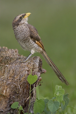 Niet alleen voor vogelaars is Gambia een mooi land, fotografisch zijn er genoeg mogelijkheden. Nee, het is niet zo dat alle vogels makkelijk te benaderen zijn, of dat de platen voor het oprapen liggen. Je moet er nog steeds wel je best voor doen. Maar goed, de meeste natuurliefhebbers hebben dat gedult wel en willen de moeite ook wel nemen.

Deze vogel is in de tuin van het Senegambia hotel genomen, ongeveer 15 min na zonsondergang. Hij was geinteresseerd in iets dat over kwam vliegen (maar dat heb ik natuurlijk niet gezien). Omdat het donker was, zijn de meeste platen niet scherp, maar toch een stuk of 4 goed genoeg. Dit is er 1 van.

Canon 1Dmk2 + 1.4x + 400/5.6 + 550EX vulflits + statief, ISO 640, 1/40s