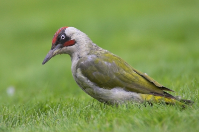 Gisteren zag ik eindelijk het adulte mannetje van de groene specht eens voor de schuilhut zitten! Ik dus gauw in mijn schuilhut gekropen en daardoor een uur minder geleerd dan gepland. Niet dat ik het erg vond! ;-)

Meer over hoe, wat en waar op mijn photolog: www.natuurbeeld.be

grtz,
Sam
