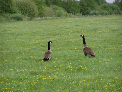 deze 2 liepen in een natuurreservaat. verder geen ganzen gezien, ook geen jongen getraceerd
