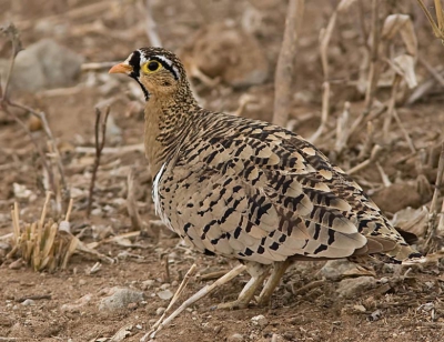 Bij het verlaten van het park op weg naar Lake Manyara nog een paartje maskerzandhoenders gespot.
Op deze plaat de heer van het stel.