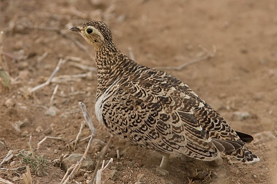 Bij het verlaten van het park op weg naar Lake Manyara nog een paartje maskerzandhoenders gespot. Op deze plaat de dame in kwestie.