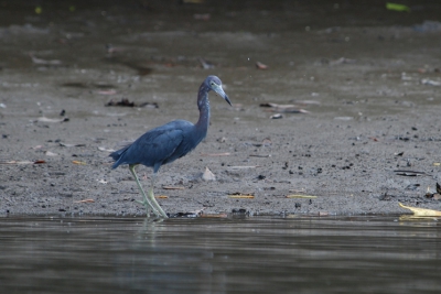 Ik vind deze donkere reiger tegen de donkergrijze en vage achtergrond (mangrove) wel wat hebben. Leuk om daarover wat reacties te krijgen.