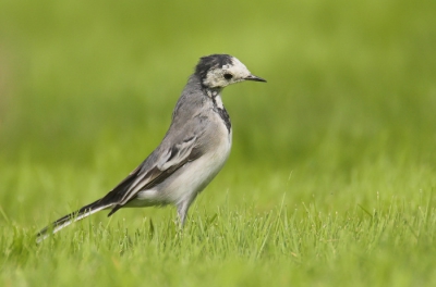 Deze witte kwik kwam mooi voor me zitten toen ik in mijn schuilhutje zat voor de groene specht. Erg leuk aangezien ik deze vogeltjes voordien nog maar 1 keer in de tuin had gezien!
Dit vond ik een erg leuke pose...
Wat vinden jullie?

grtz,
Sam
www.natuurbeeld.be