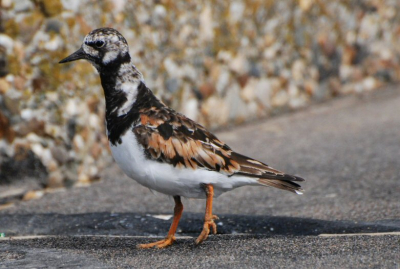 Deze Steenloper liep in de namiddagzon op het Noorderhavenhoofd. Door de betonnen rand is de achtergrond wat onrustig.

Canon D80, Nikkor 70-300 mm, 1/1600 sec.
