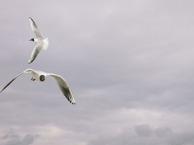 Ook deze foto is genomen vanaf de boot naar Texel