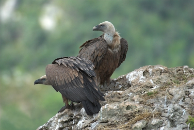 Nikon D200, 560mm, 1/400s, iso250, vanuit schuiltent.