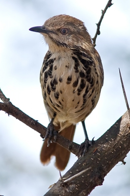 Op onze lunchplek in Lake Manyara zat het vol met vogels toen we aankwamen. Krap een paar minuutjes later was alles gevloggen. Na het verorberen van de luch was het weer een inval en kwamen vele soorten van alle kanten aangevlogen, waaronder deze Spotted Morning-trush. Ander volgen nog