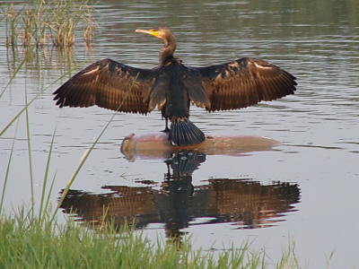 Characteristic for a Cormorant this position with the wings.