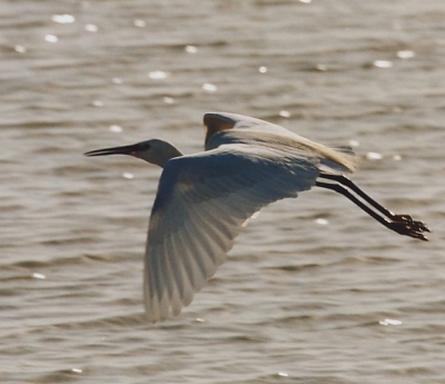 <i class='fa fa-user'></i> peter wijn | Kleine Zilverreiger  <i class='fa fa-eye'> 588</i>   <i class='fa fa-comment-o'> 1</i>
