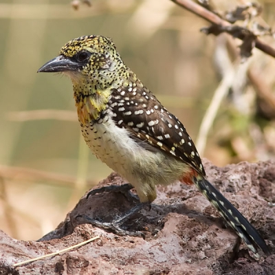 Bijzondere beesten die Barbets, met hele lange tenen.