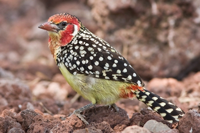 Nog een Barbet, maar nu van een ander type.